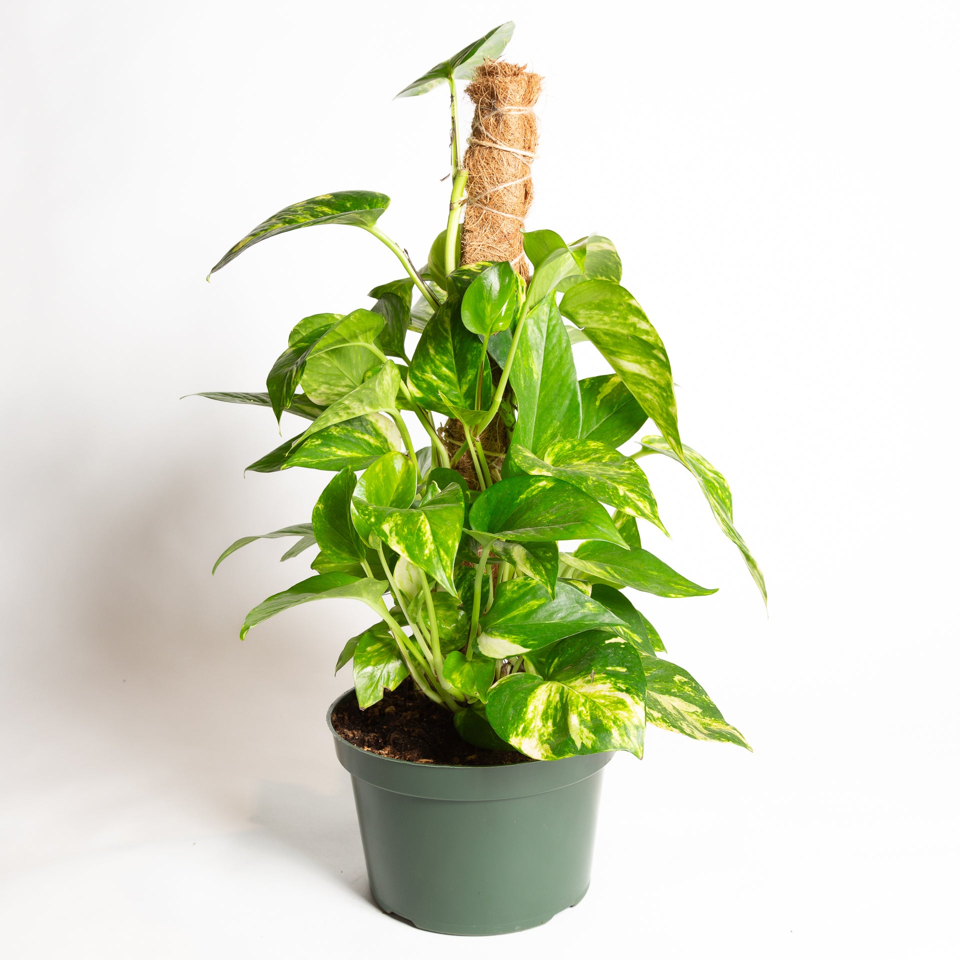 Pothos 'Golden' 8" Pole - Urban Sprouts