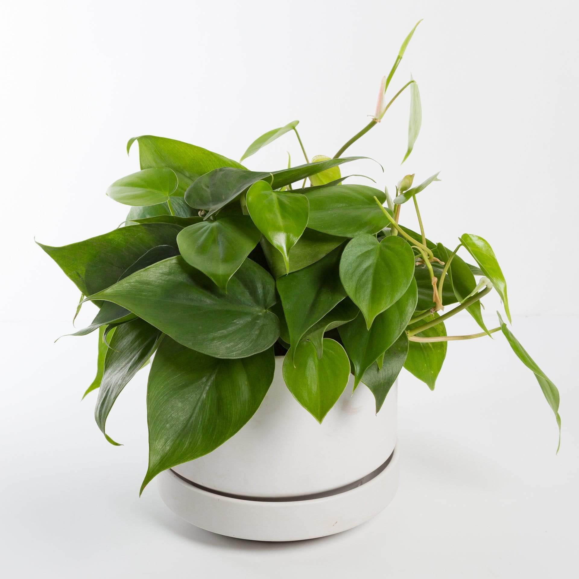 pothos heart Pothos 'Heart Leaf' 6"