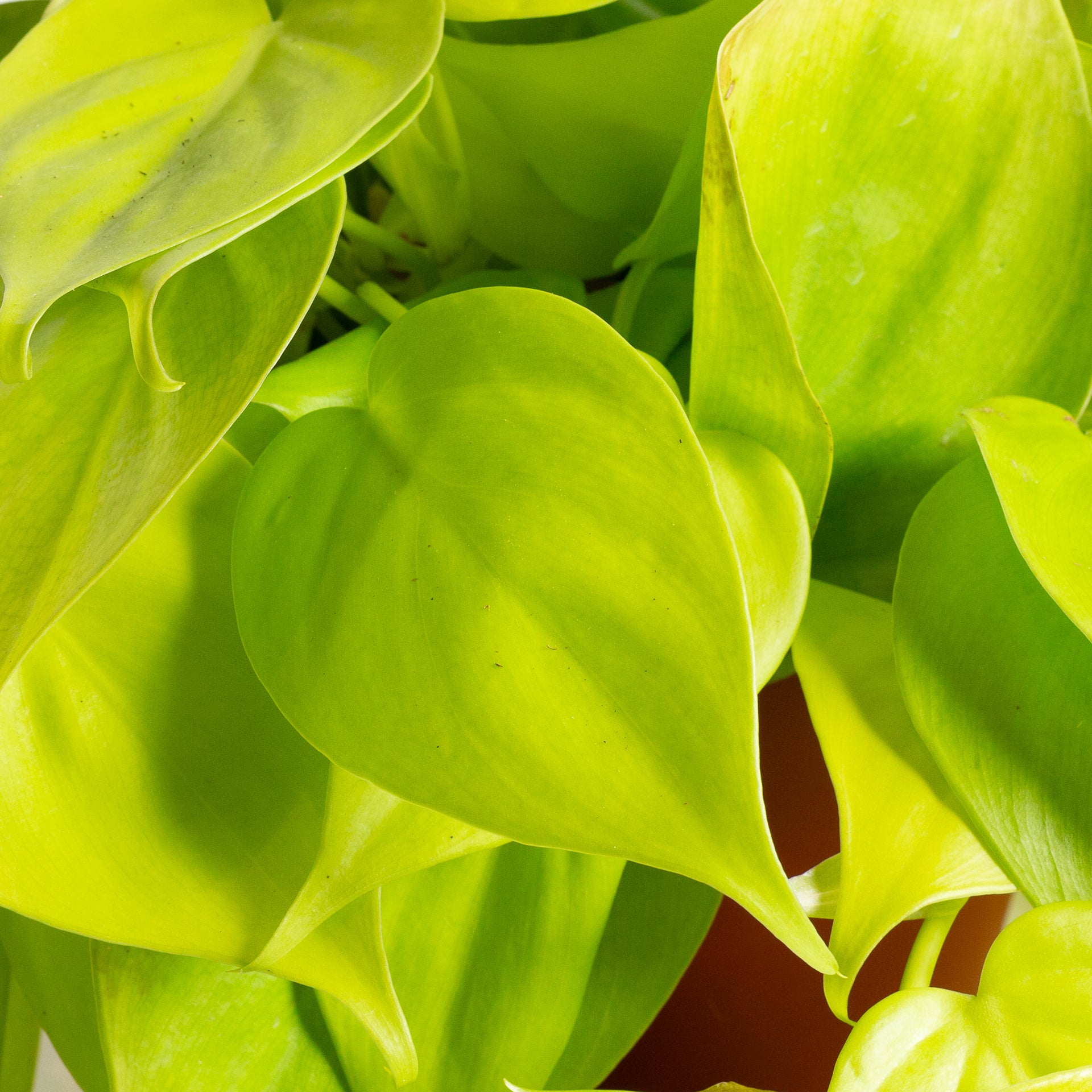 Pothos 'Heart Leaf - Neon' 6" XL - Urban Sprouts
