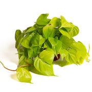 Pothos 'Heart Leaf - Neon' 6" XL - Urban Sprouts