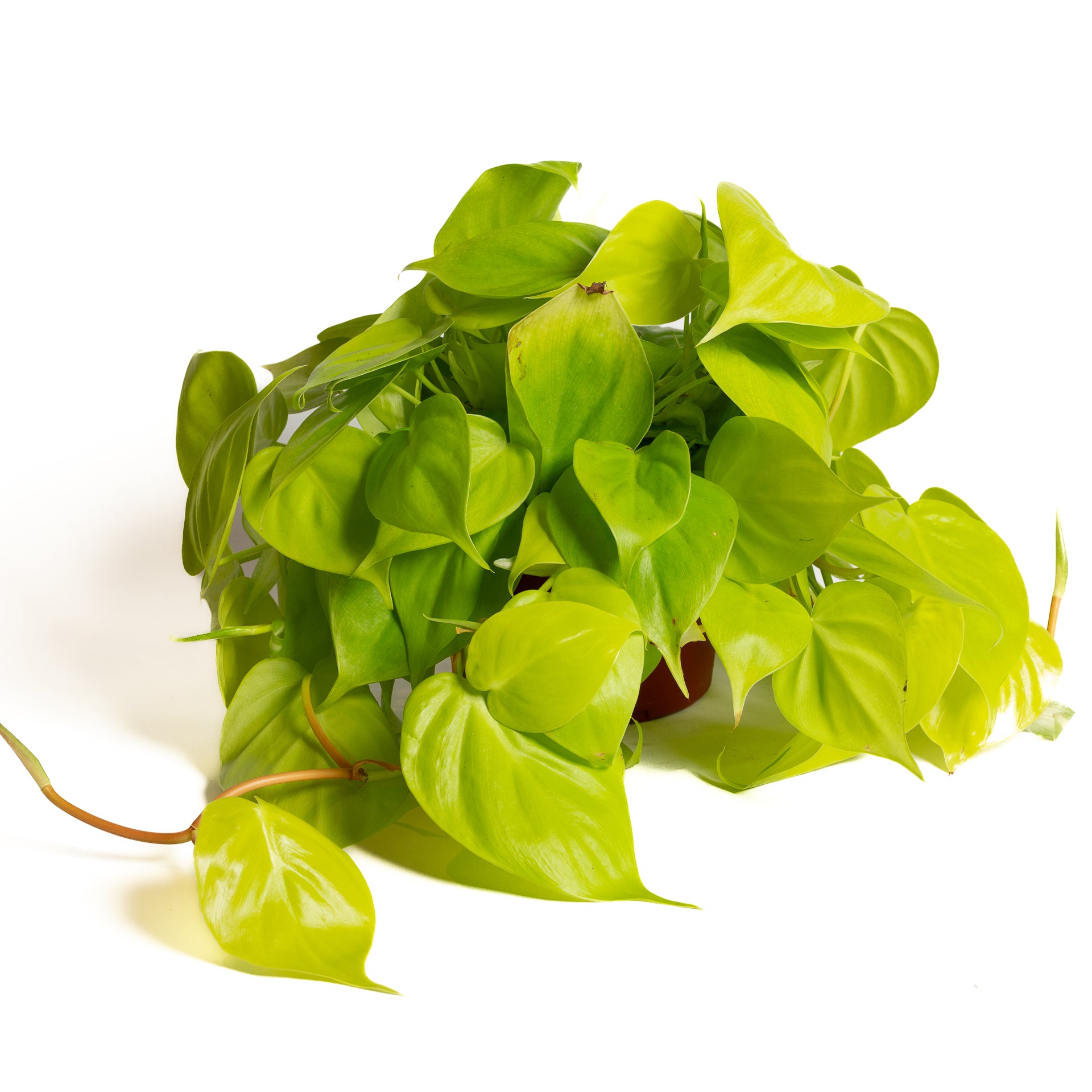 Pothos 'Heart Leaf - Neon' 6" XL - Urban Sprouts