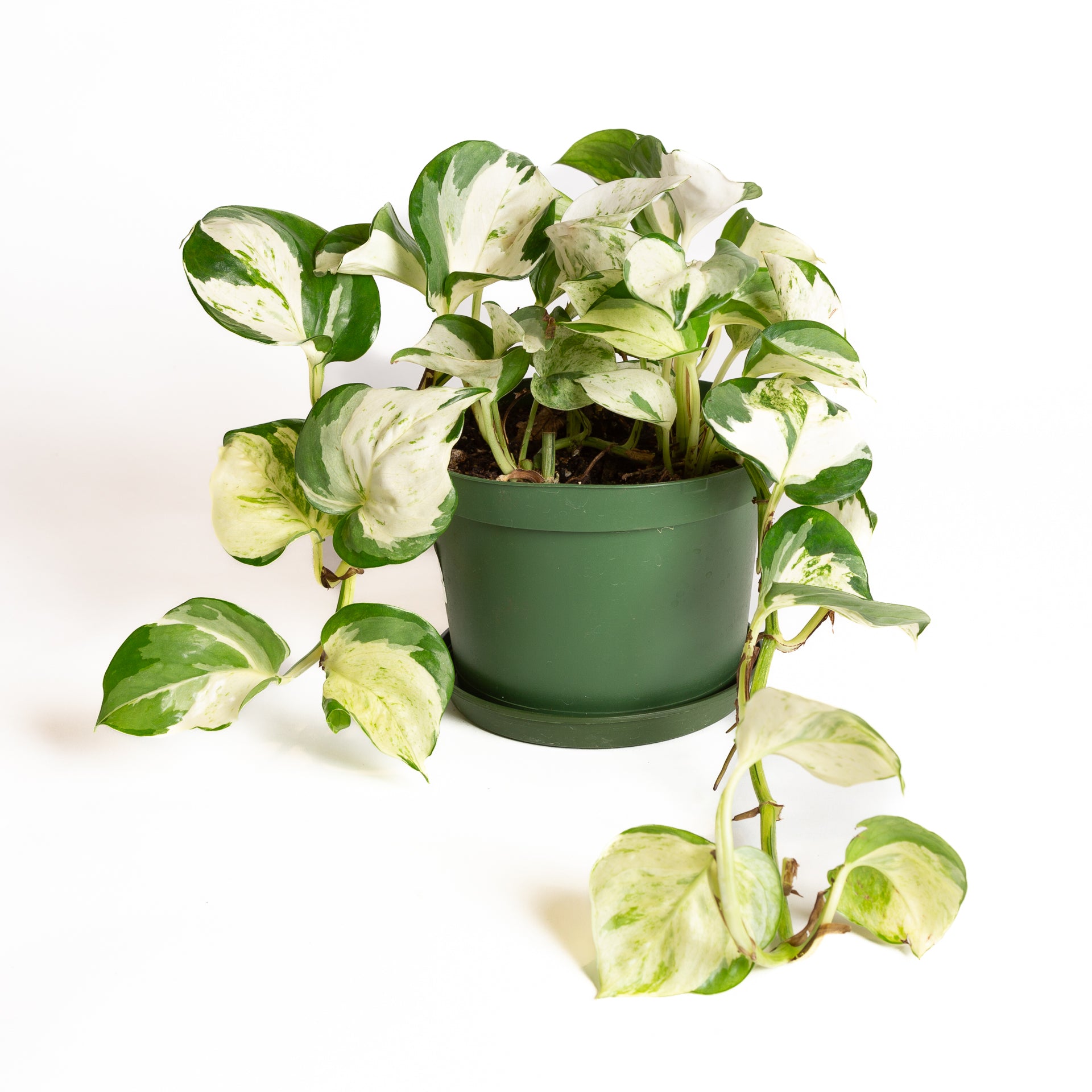 Pothos 'Manjula'6" - Urban Sprouts