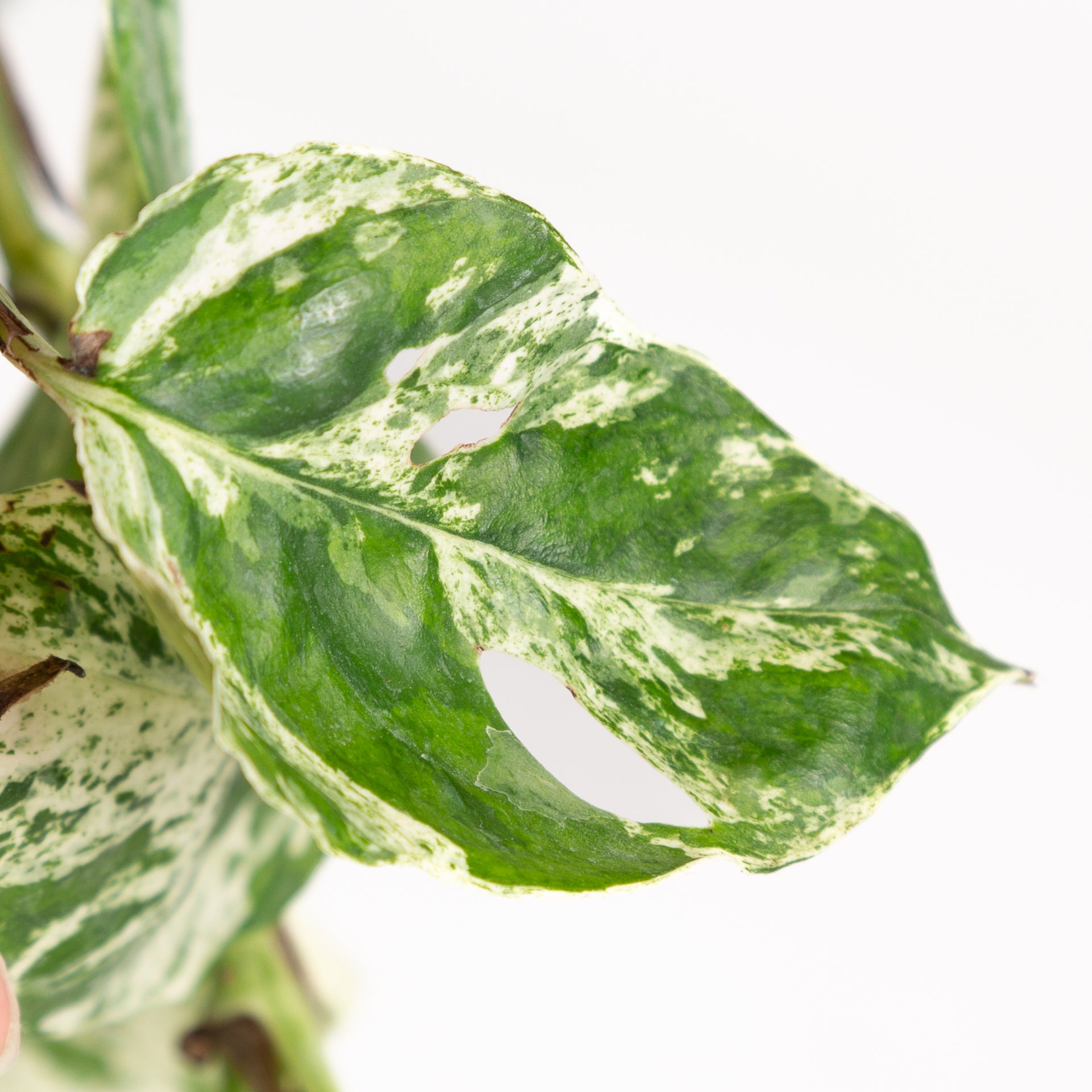 variegated marble pothos Pothos 'Marble Variegated' 6" – Urban Sprouts
