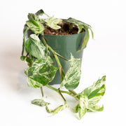 Pothos 'Marble Variegated' 6" - Urban Sprouts