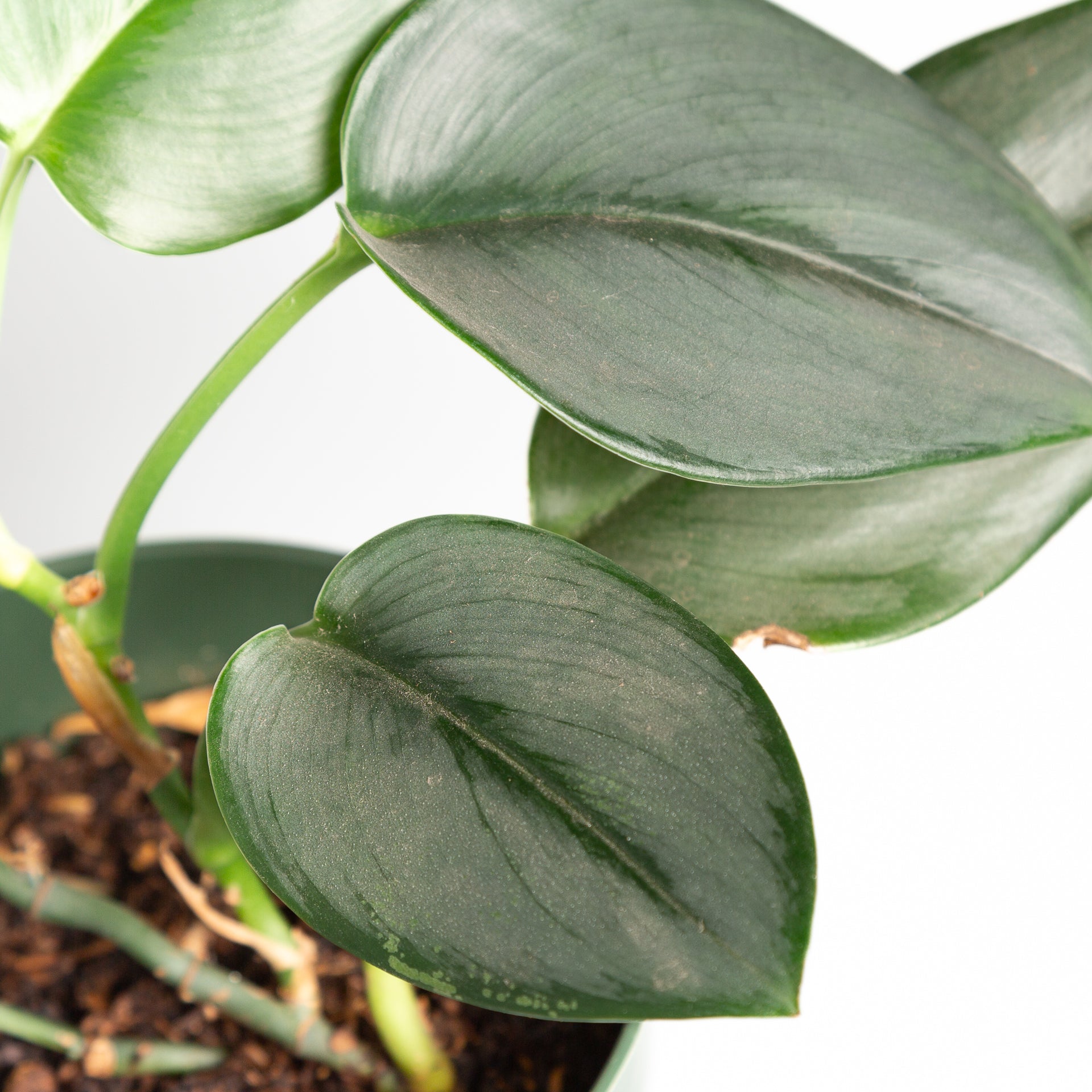 midnight pothos Pothos 'Moonlight' 4"