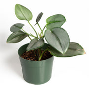 Pothos 'Moonlight' 4" - Urban Sprouts