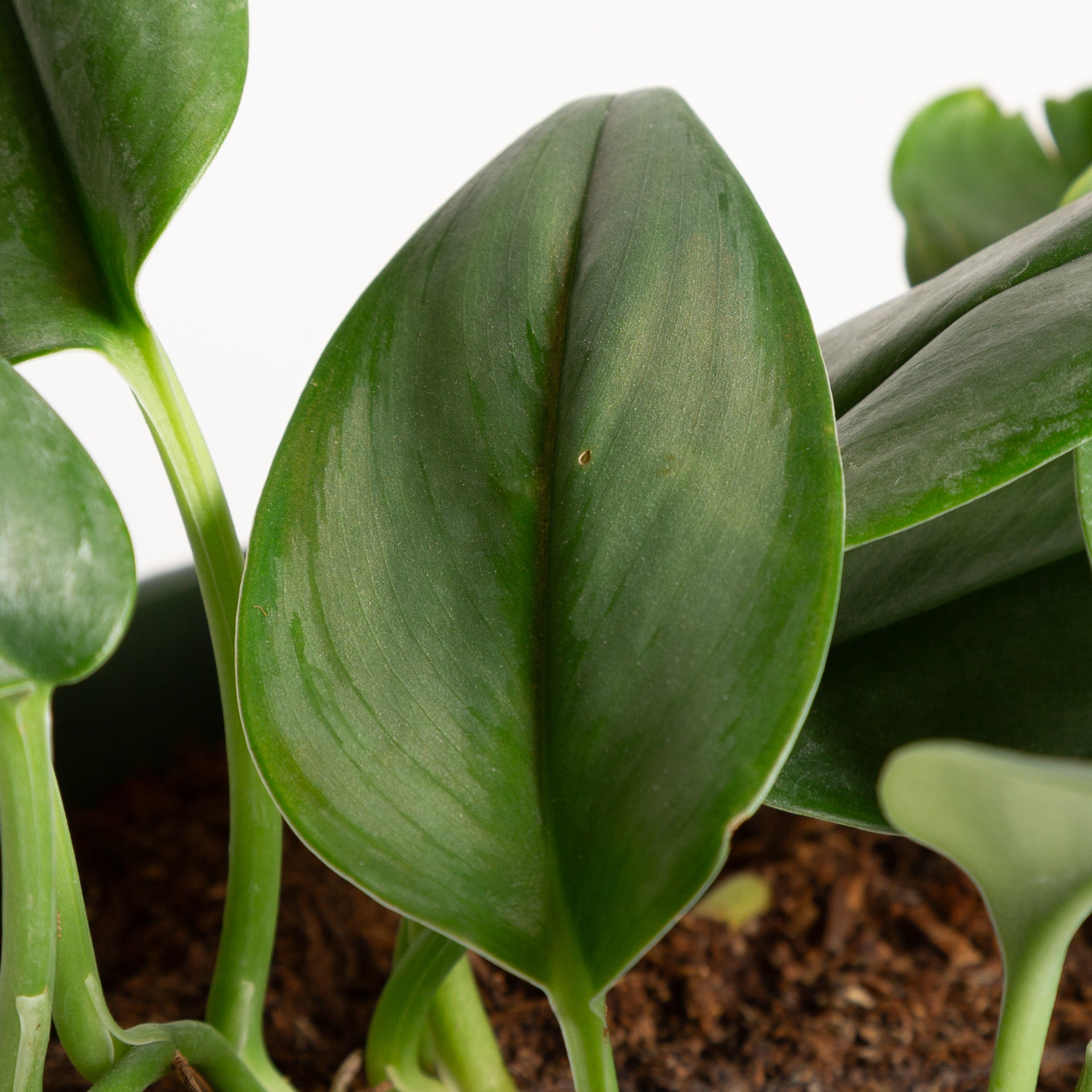 moonlight pothos Pothos 'Moonlight' 6"