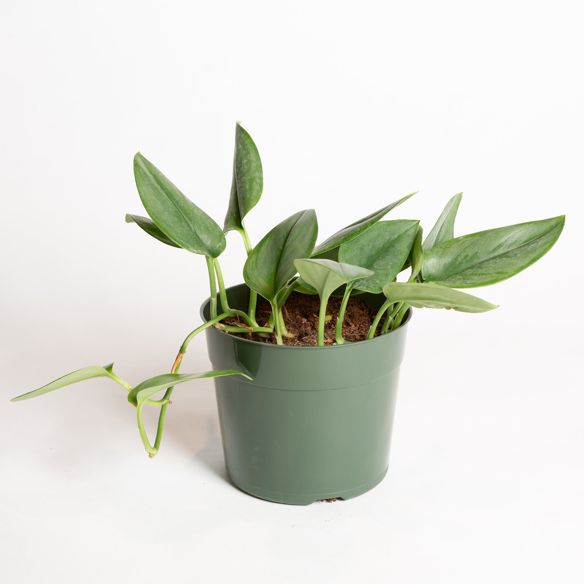 Pothos 'Moonlight' 6" - Urban Sprouts