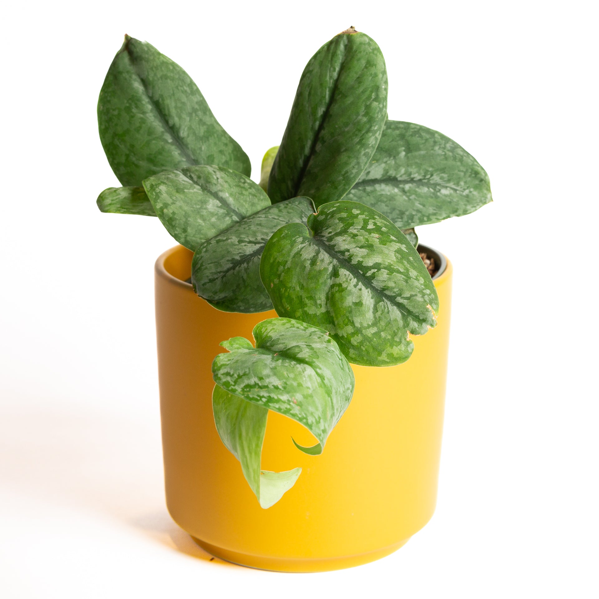 Pothos 'Mount Salak' 6" - Urban Sprouts