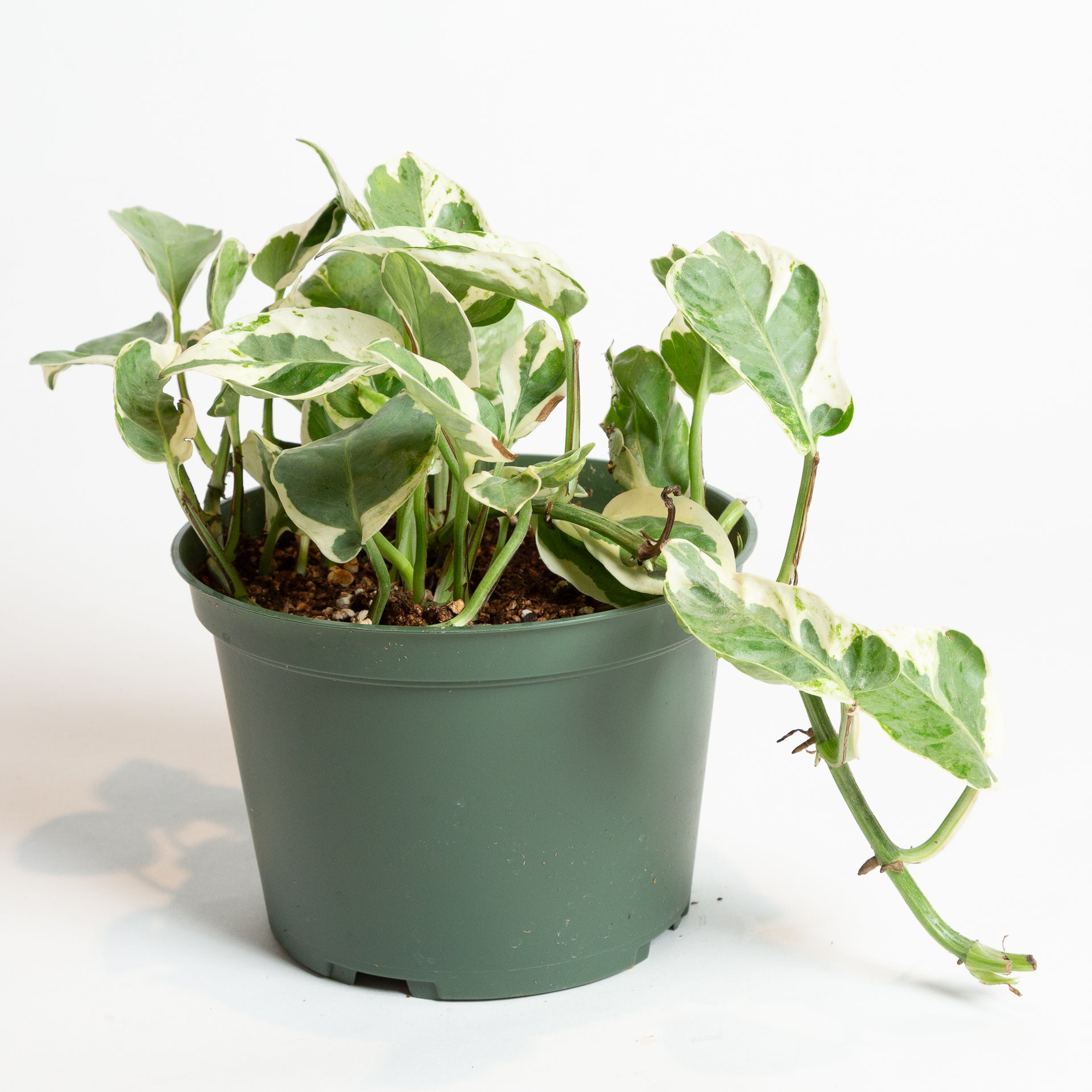 pearl pothos Pothos 'Pearl Jade' 6"