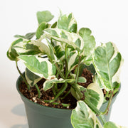 Pothos 'Pearl Jade' 6" - Urban Sprouts