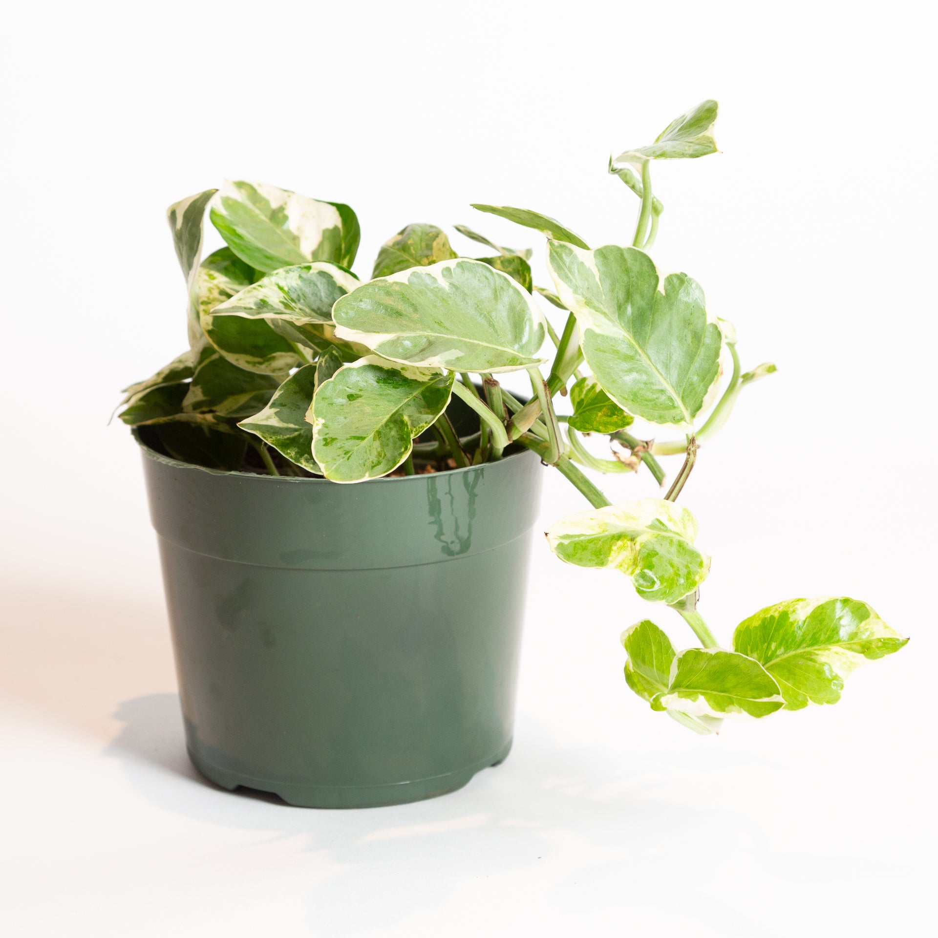 pothos pearls and jade Pothos 'Pearls and Jade' 4" – Urban Sprouts