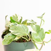 Pothos 'Pearls and Jade' 4" - Urban Sprouts