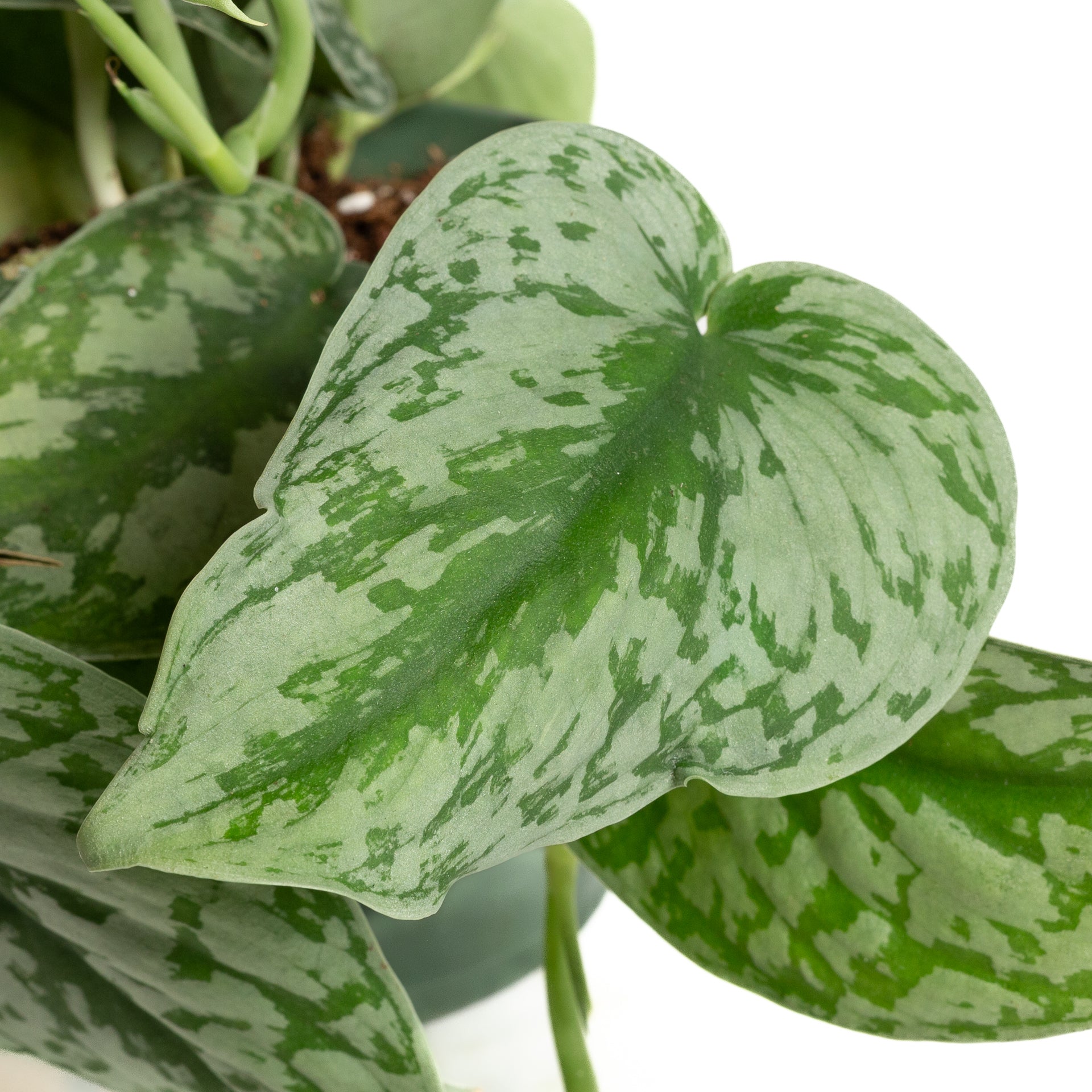 Pothos 'Satin' 6" - Urban Sprouts