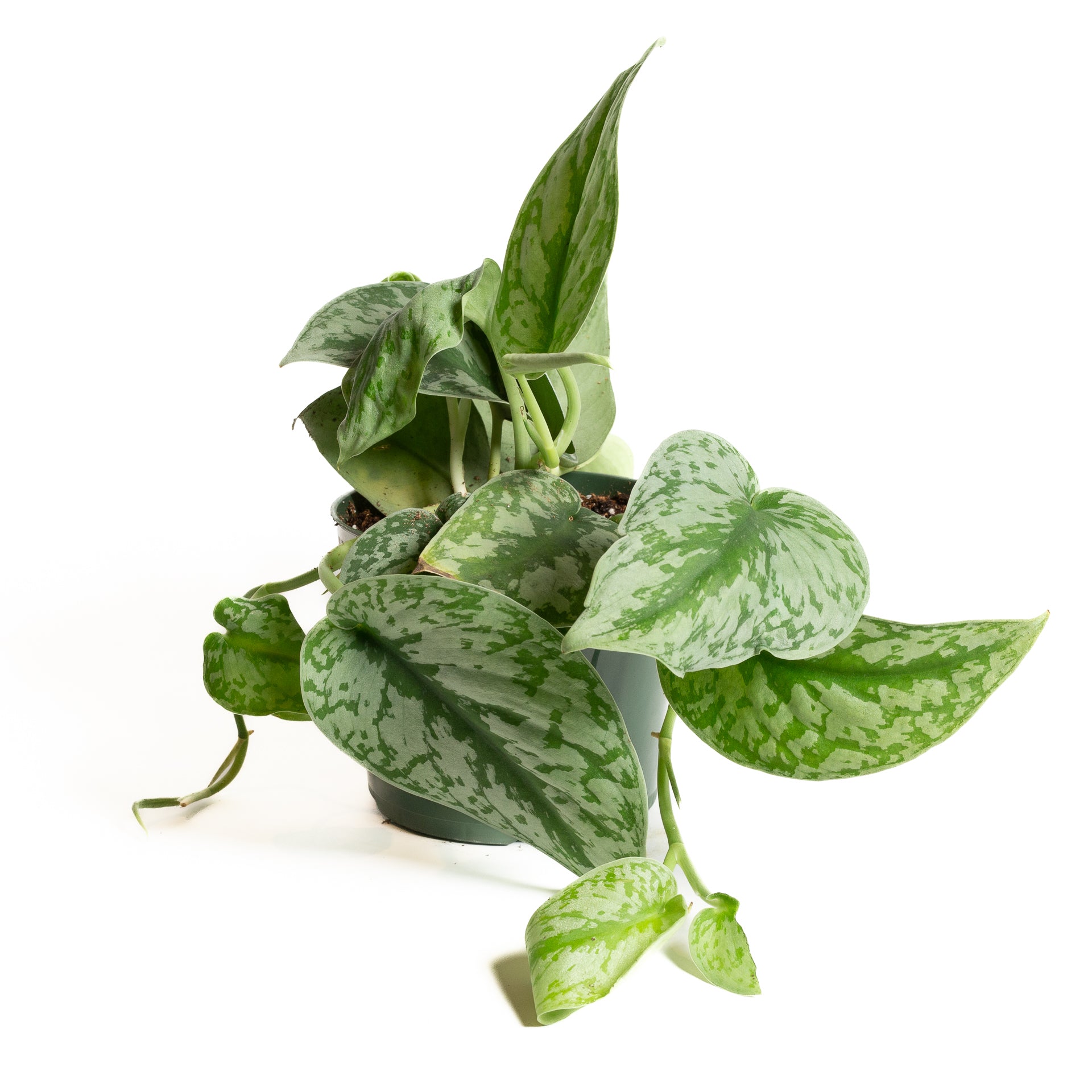 Pothos 'Satin' 6" - Urban Sprouts