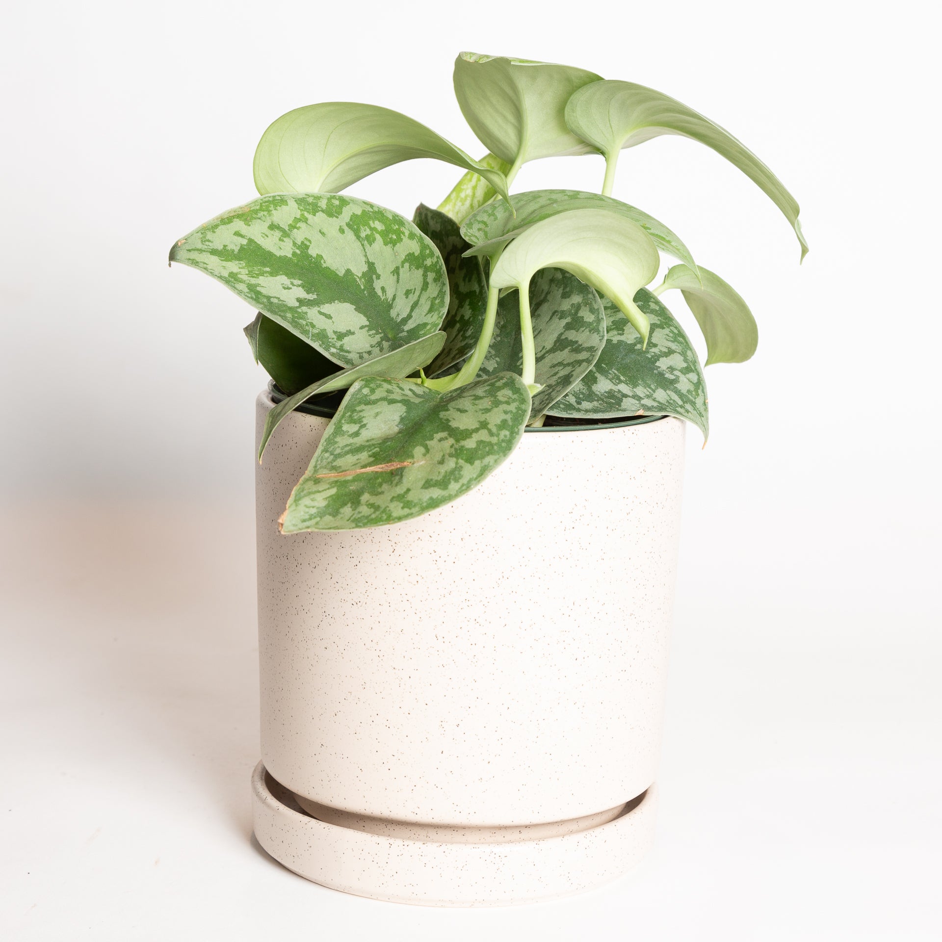 Pothos 'Silver - Exotica' 6" - Urban Sprouts