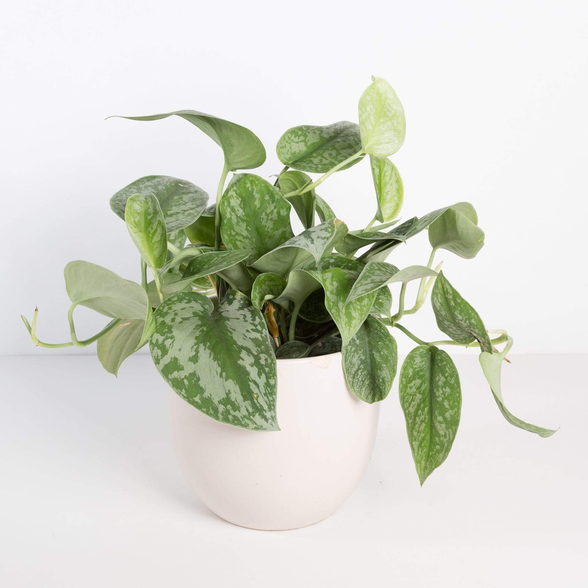 Urban Sprouts Plant Pothos 'Silver'