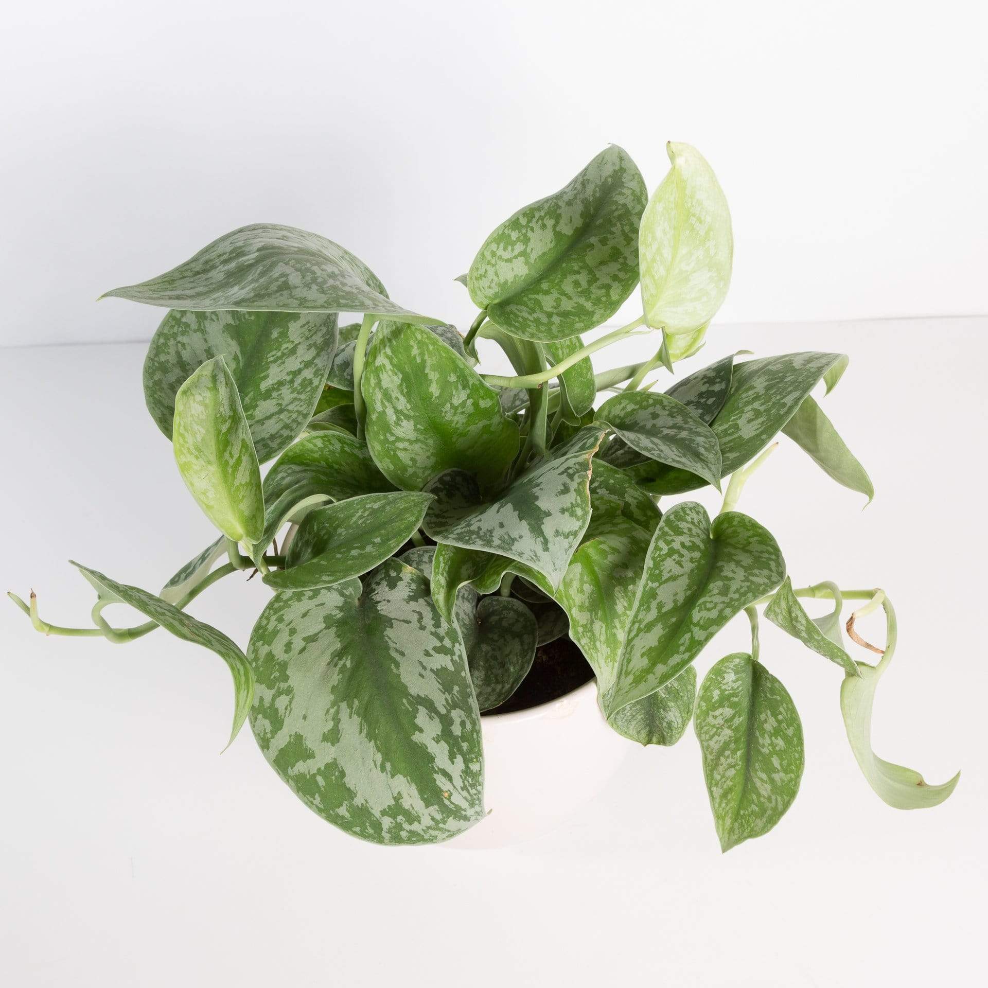 Urban Sprouts Plant Pothos 'Silver'