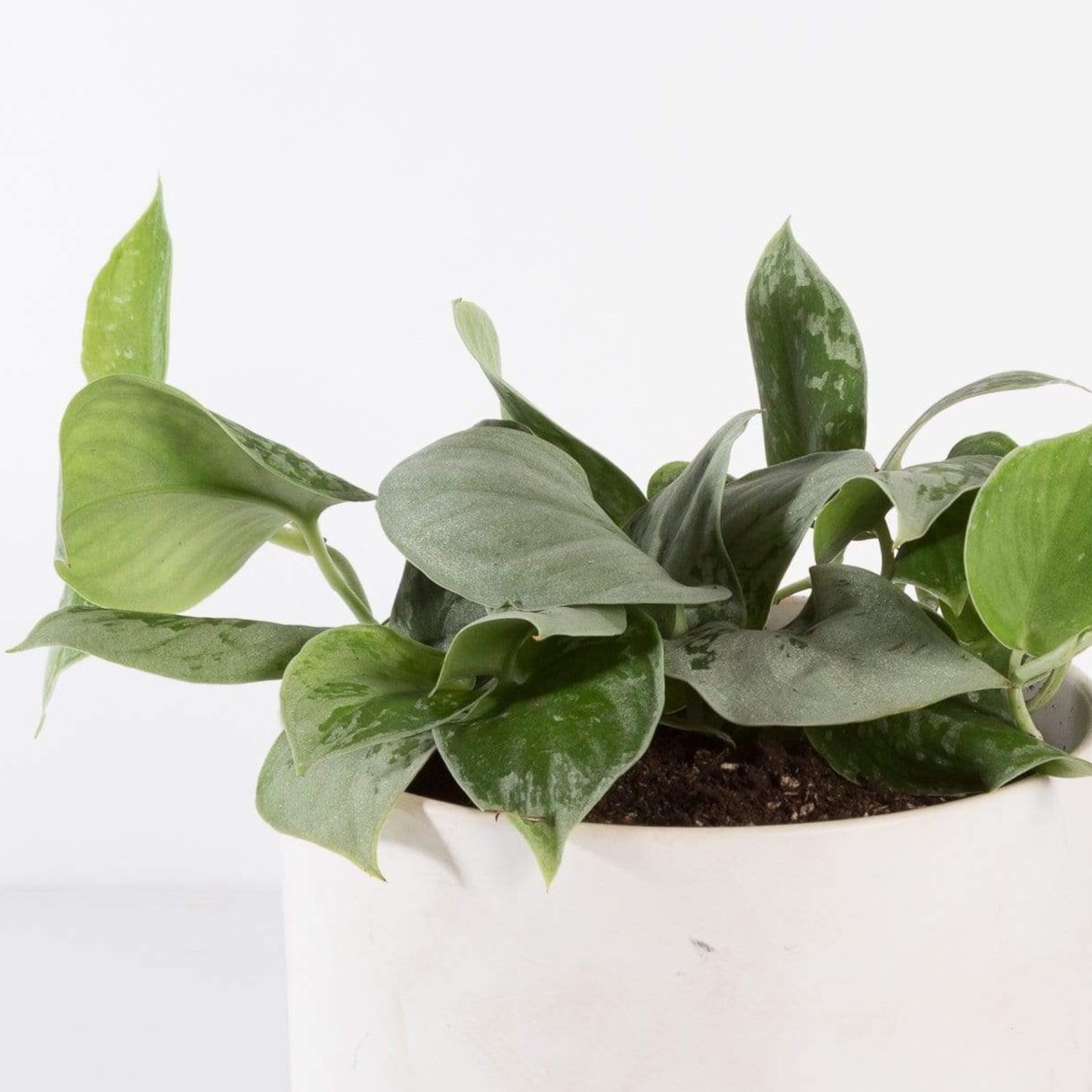 Urban Sprouts Plant Pothos 'Silvery Ann'