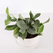Urban Sprouts Plant 6” in nursery pot Pothos 'Silvery Ann'
