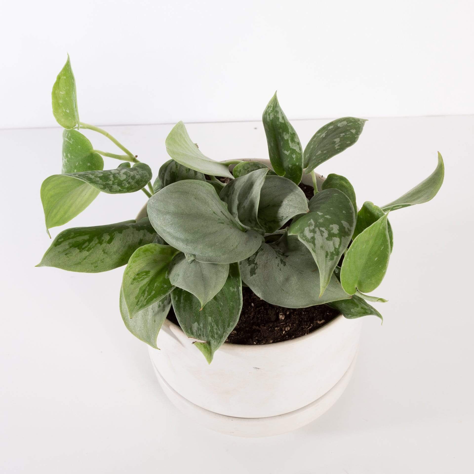 Urban Sprouts Plant 6” in nursery pot Pothos 'Silvery Ann'