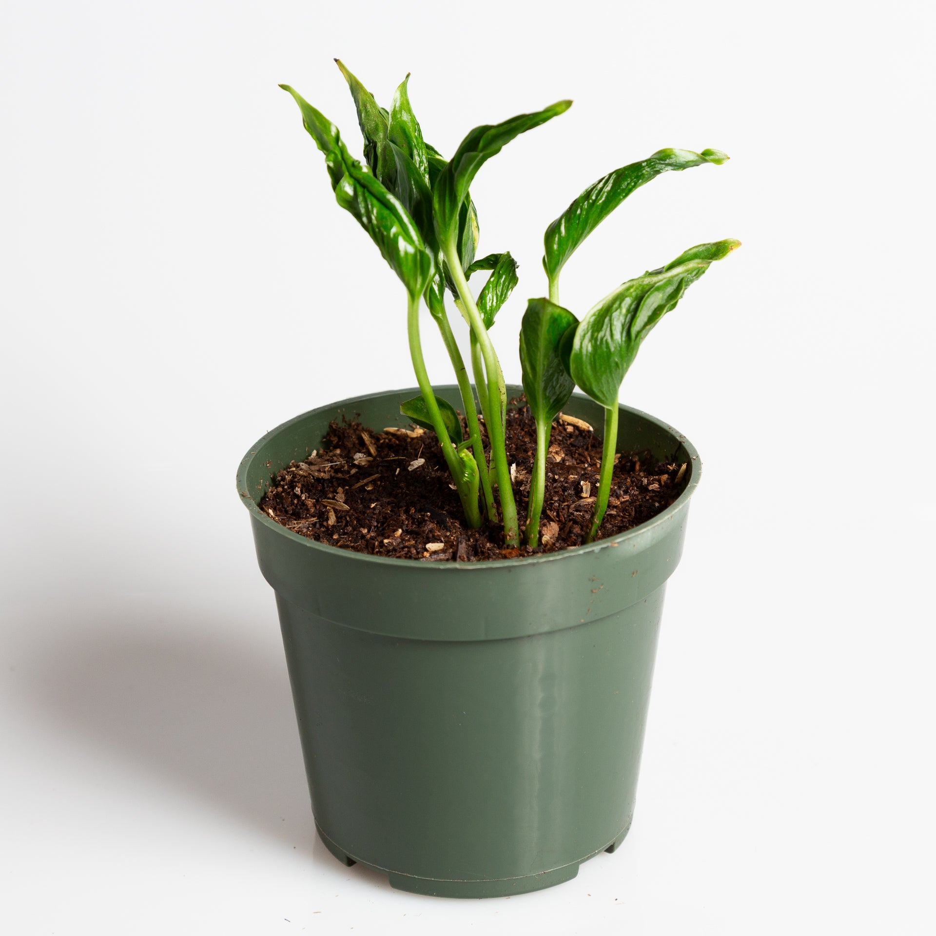 Pothos 'Sleeping' 4" - Urban Sprouts