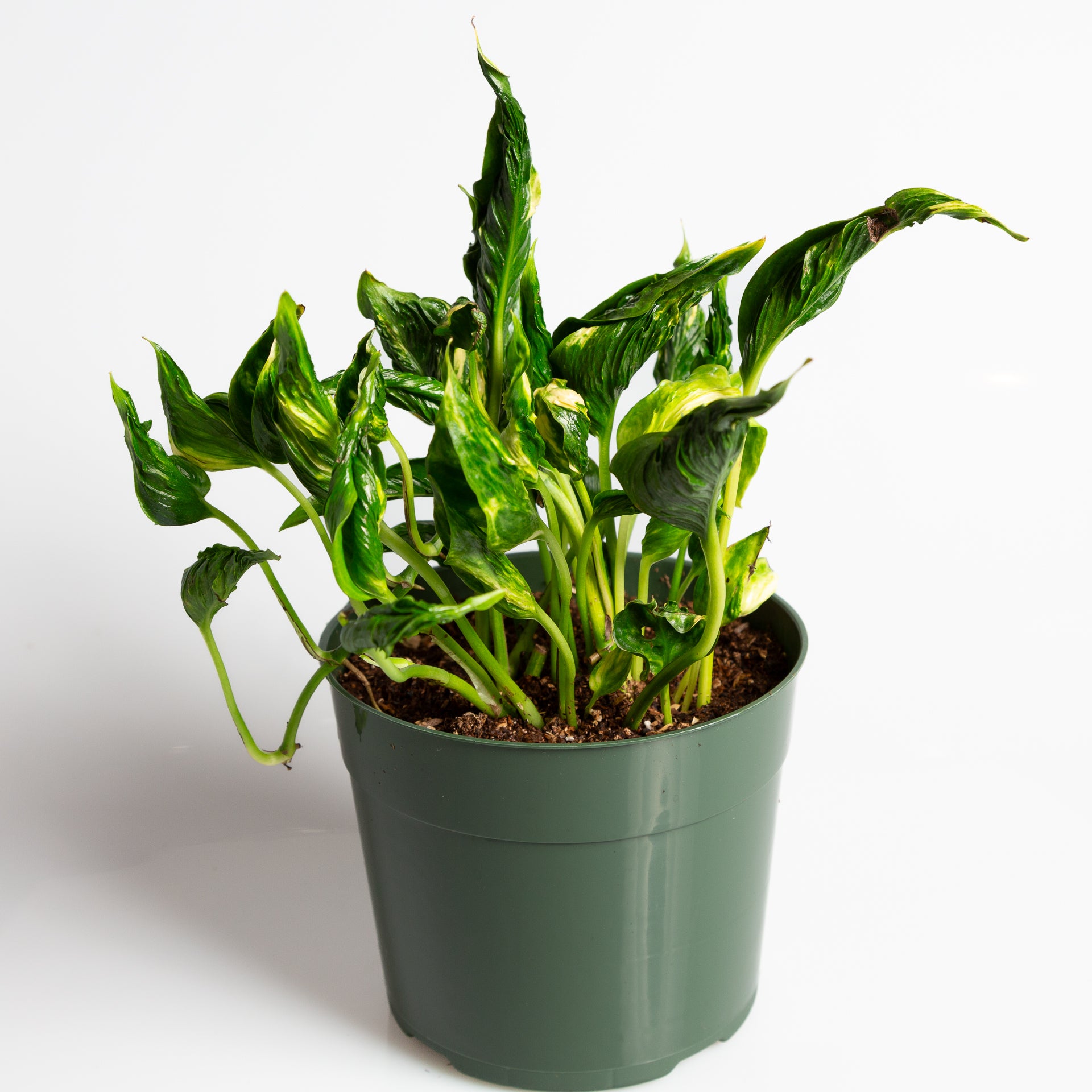 sleeping pothos Pothos 'Sleeping' 6"