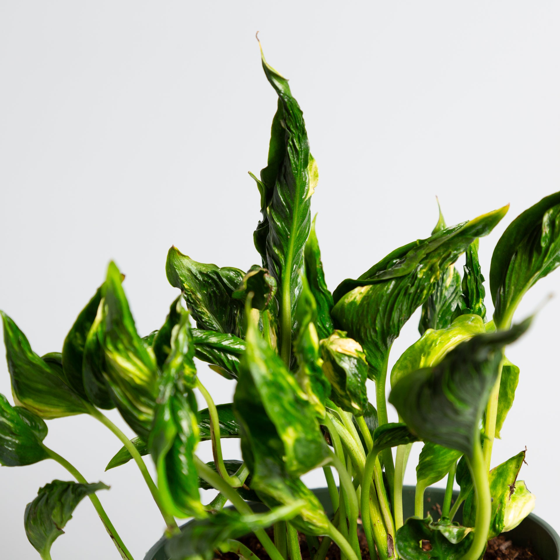 godzilla pothos plant Pothos 'Sleeping' 6"