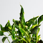 Pothos 'Sleeping' 6" - Urban Sprouts