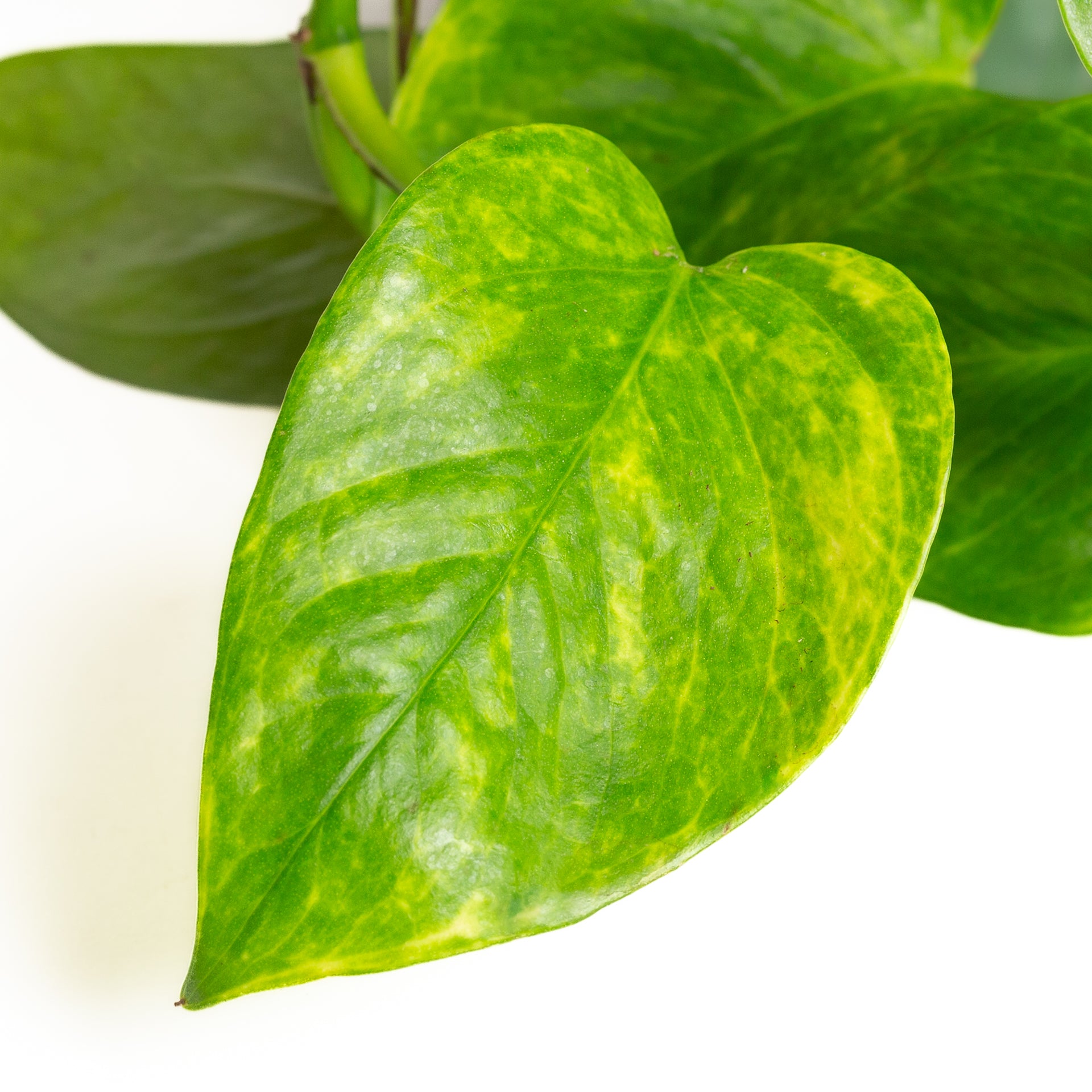 green goddess pothos Pothos 'Sunshine Goddess' 6"