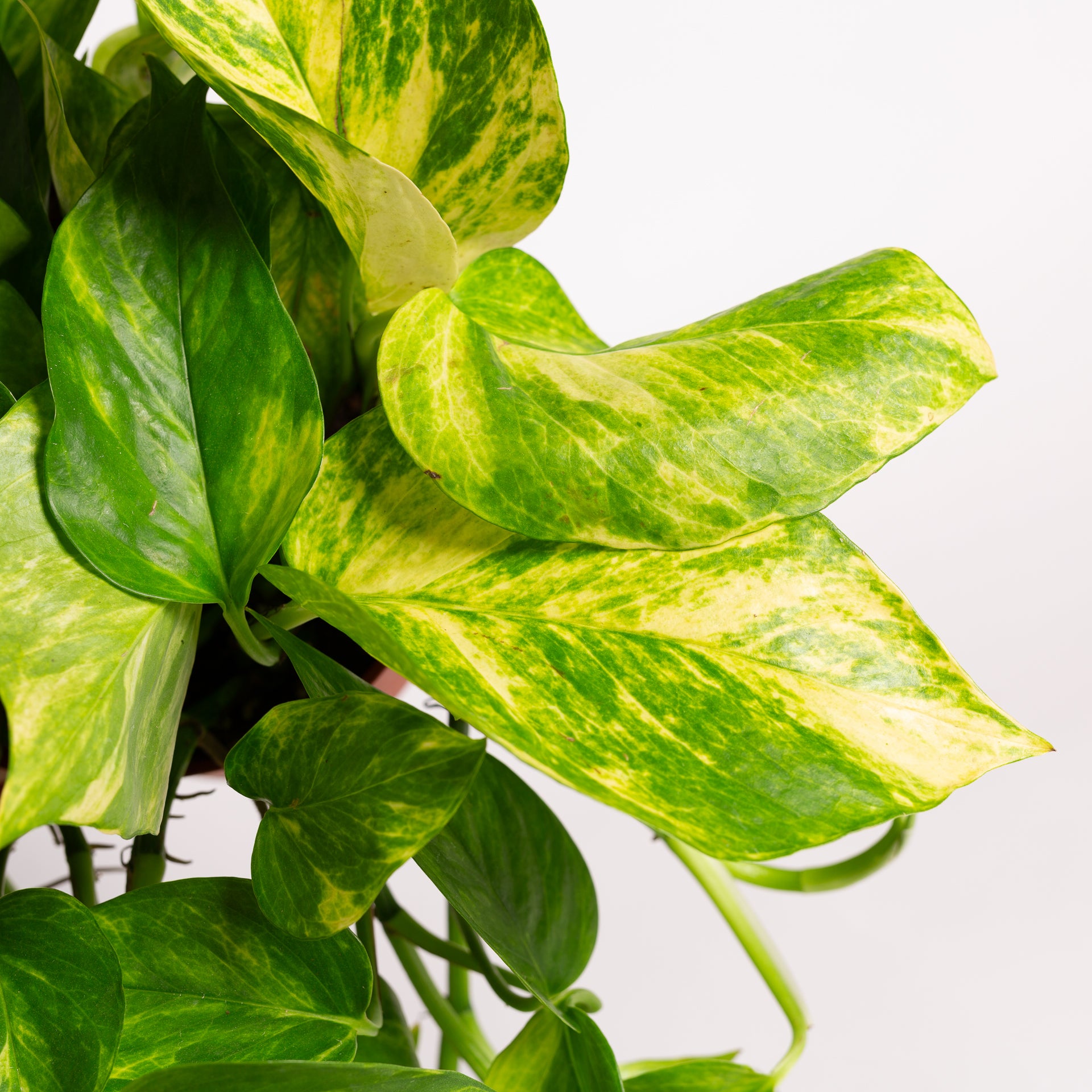 Pothos 'Sunshine Goddess' 6" XL - Urban Sprouts