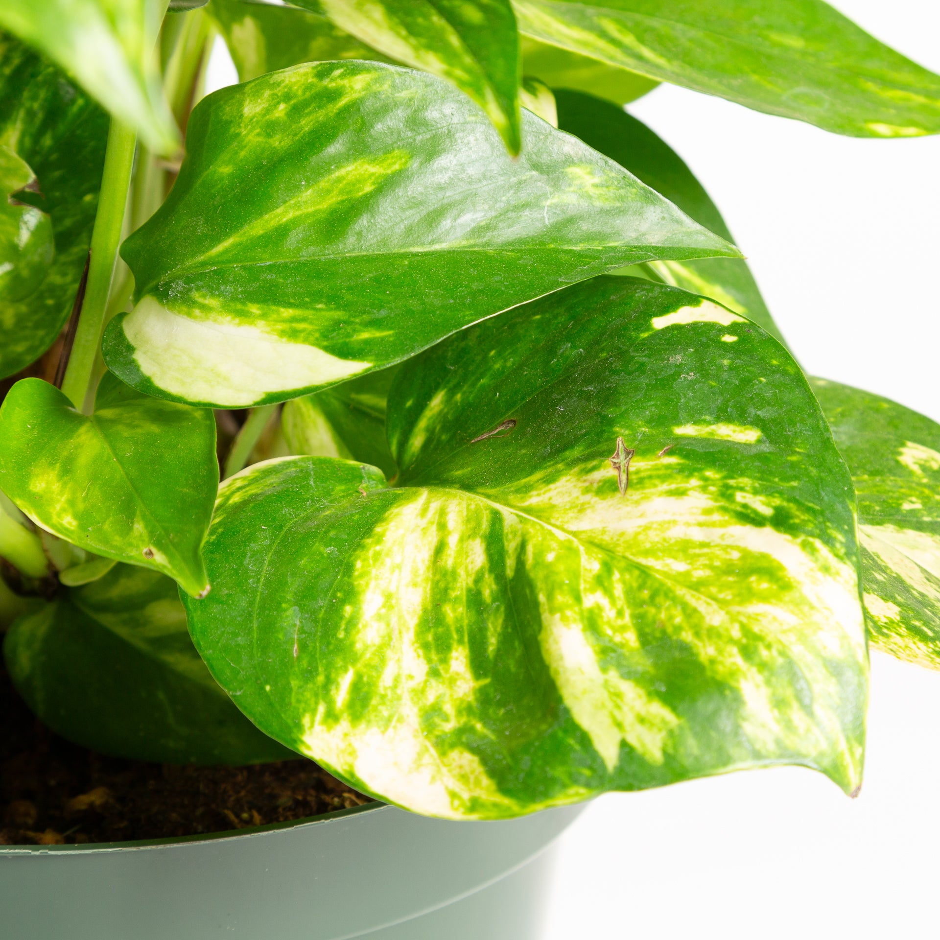 Pothos 'Golden' 8" Pole - Urban Sprouts