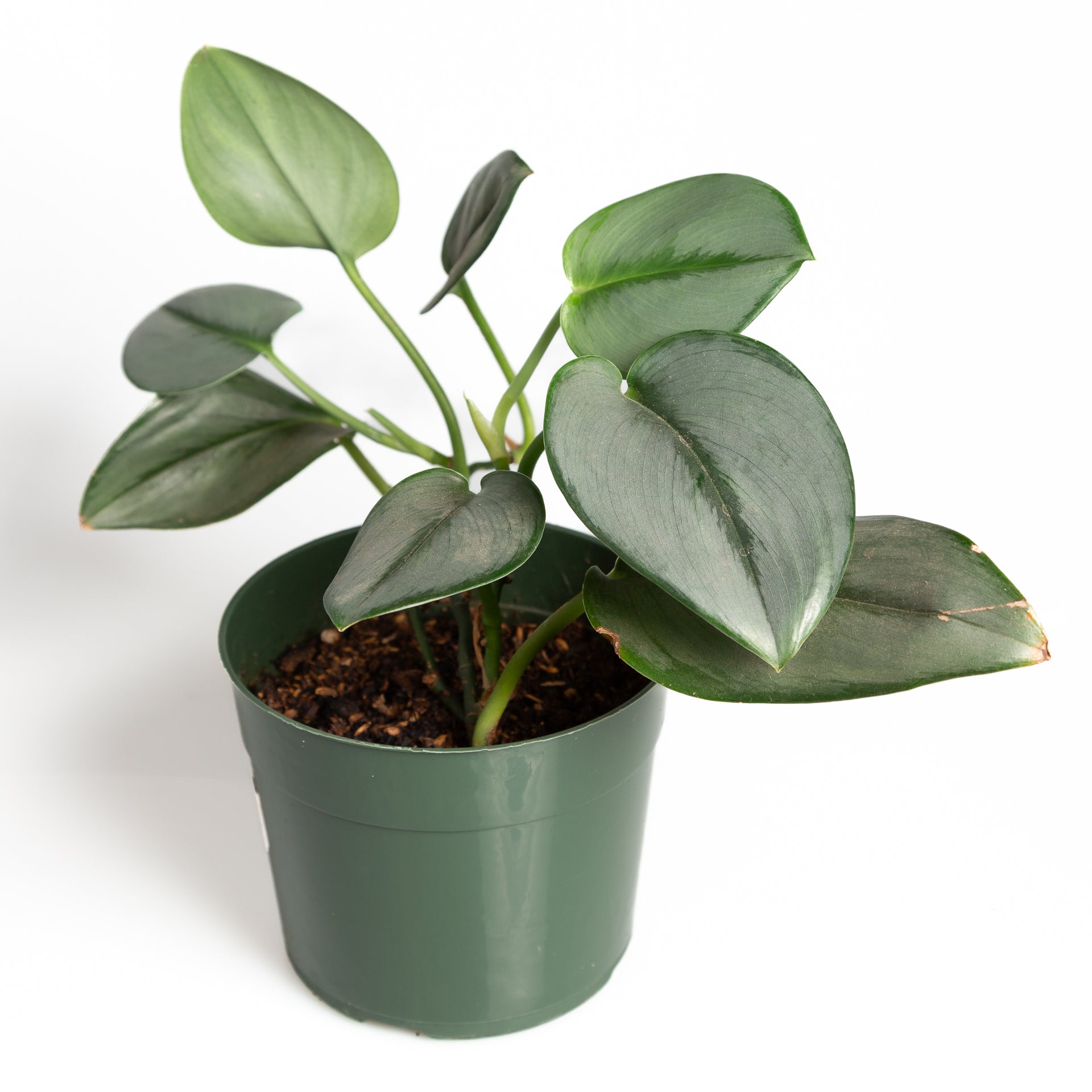 Pothos 'Moonlight' 4" - Urban Sprouts