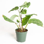 Prayer Plant 'Green' 4" - Urban Sprouts