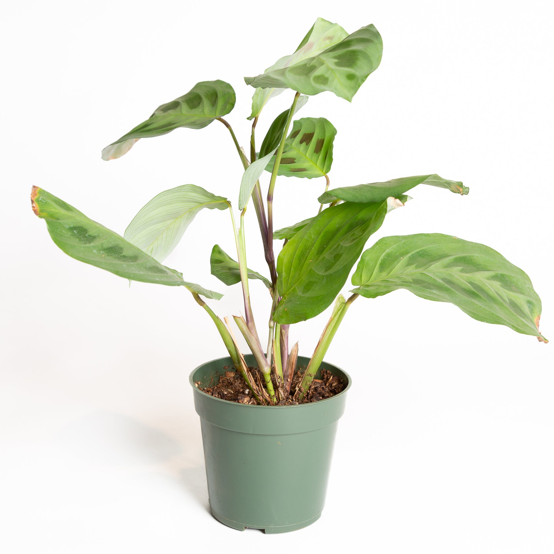 Prayer Plant 'Green' 4" - Urban Sprouts