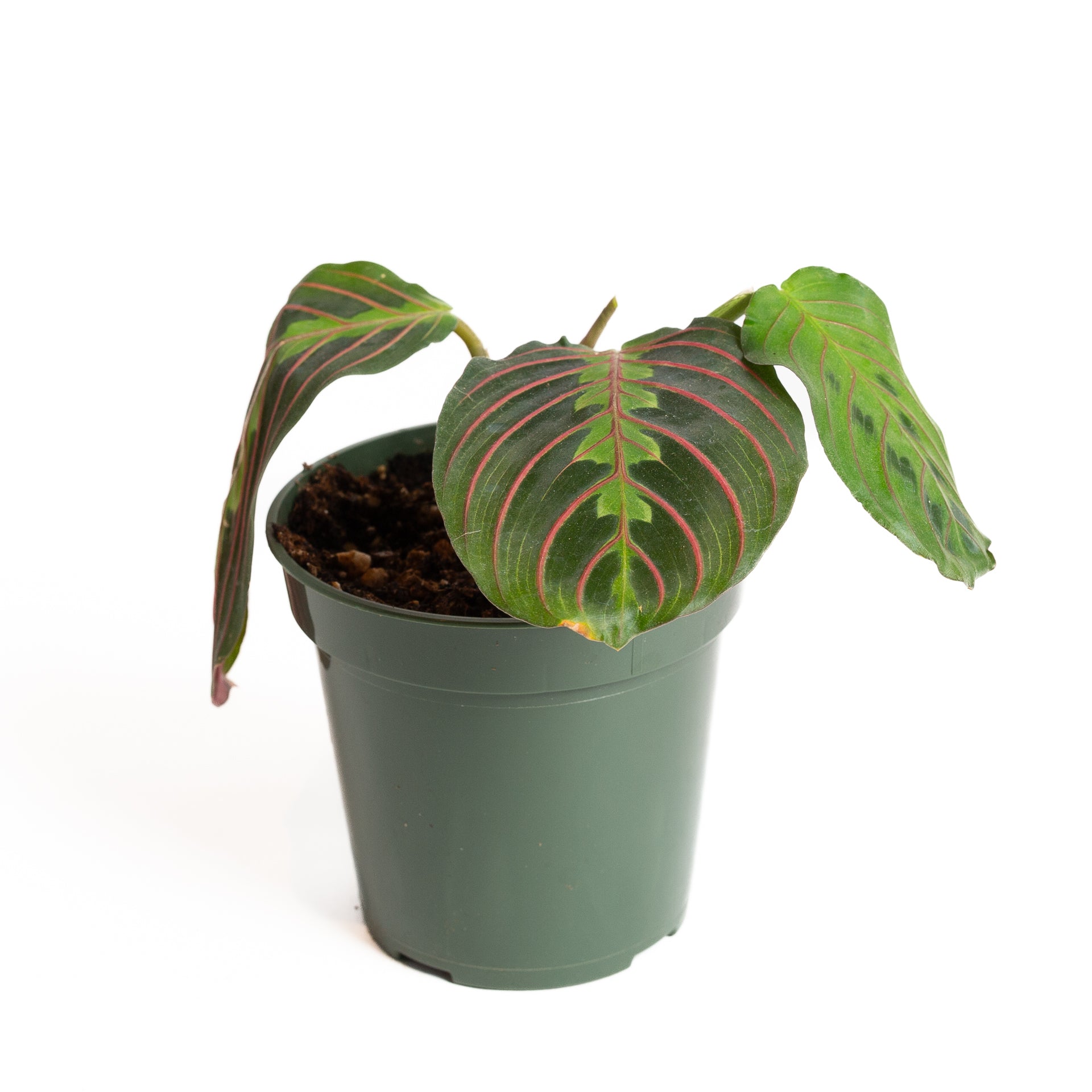 Prayer Plant 'Red Veined' 4" - Urban Sprouts