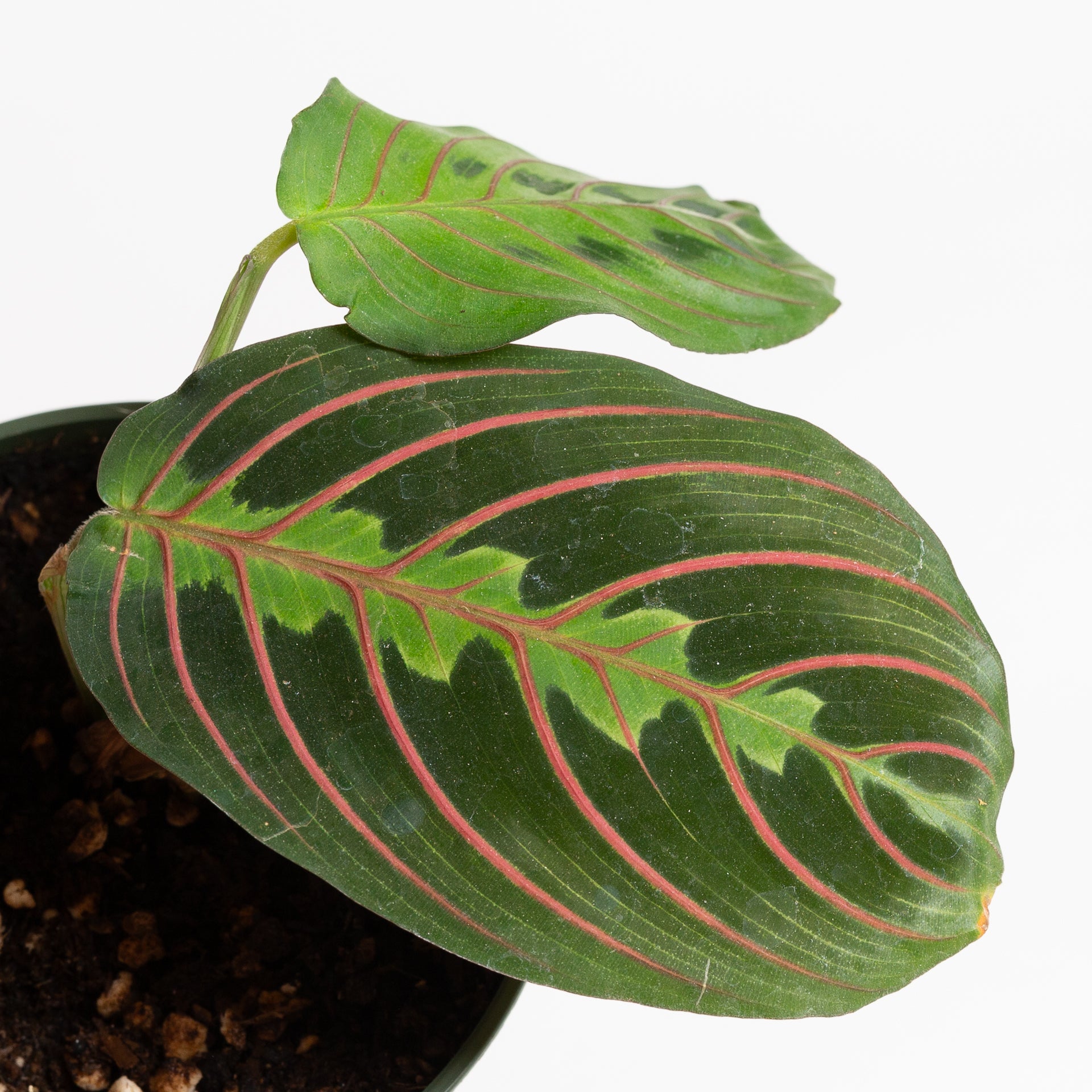 Prayer Plant 'Red Veined' 4" - Urban Sprouts