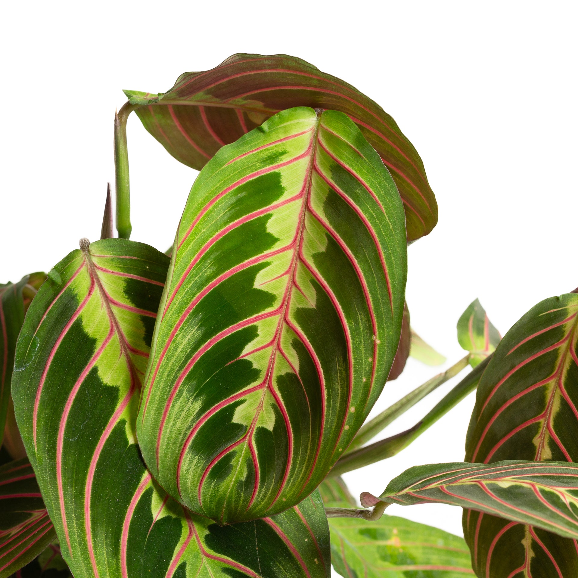 red prayer plant Prayer Plant 'Red Veined' 6"