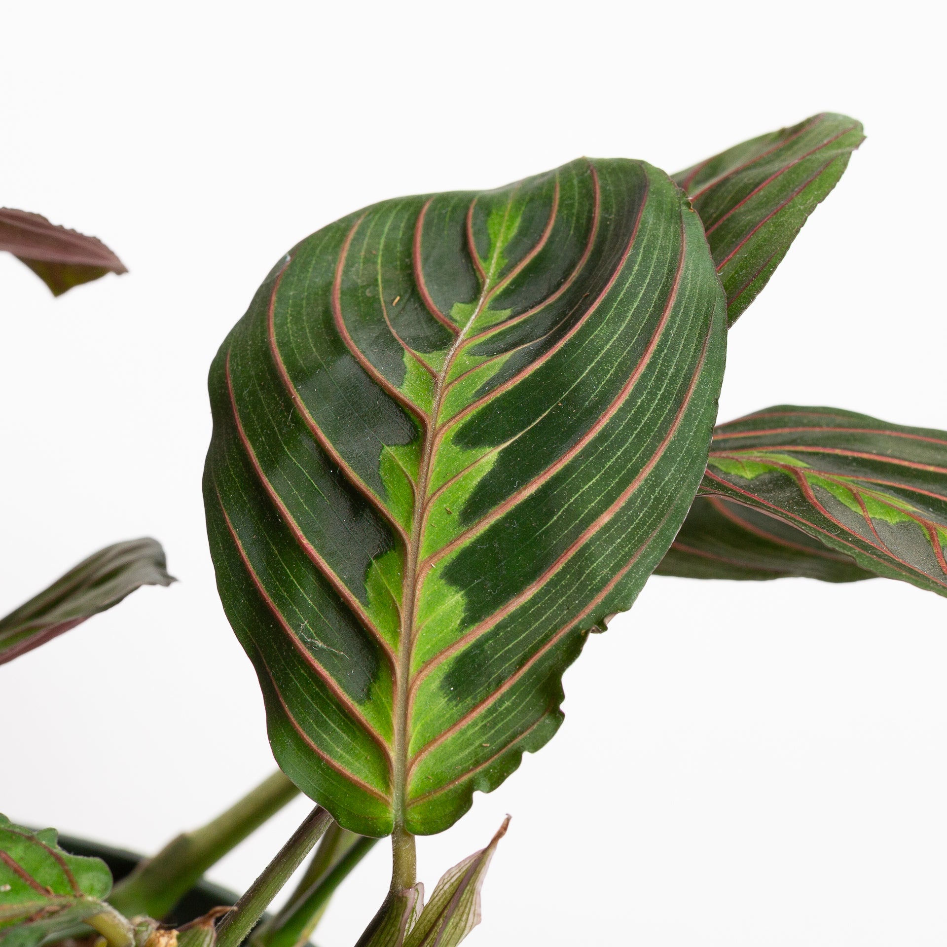 Prayer Plant 'Red Veined' 8" - Urban Sprouts