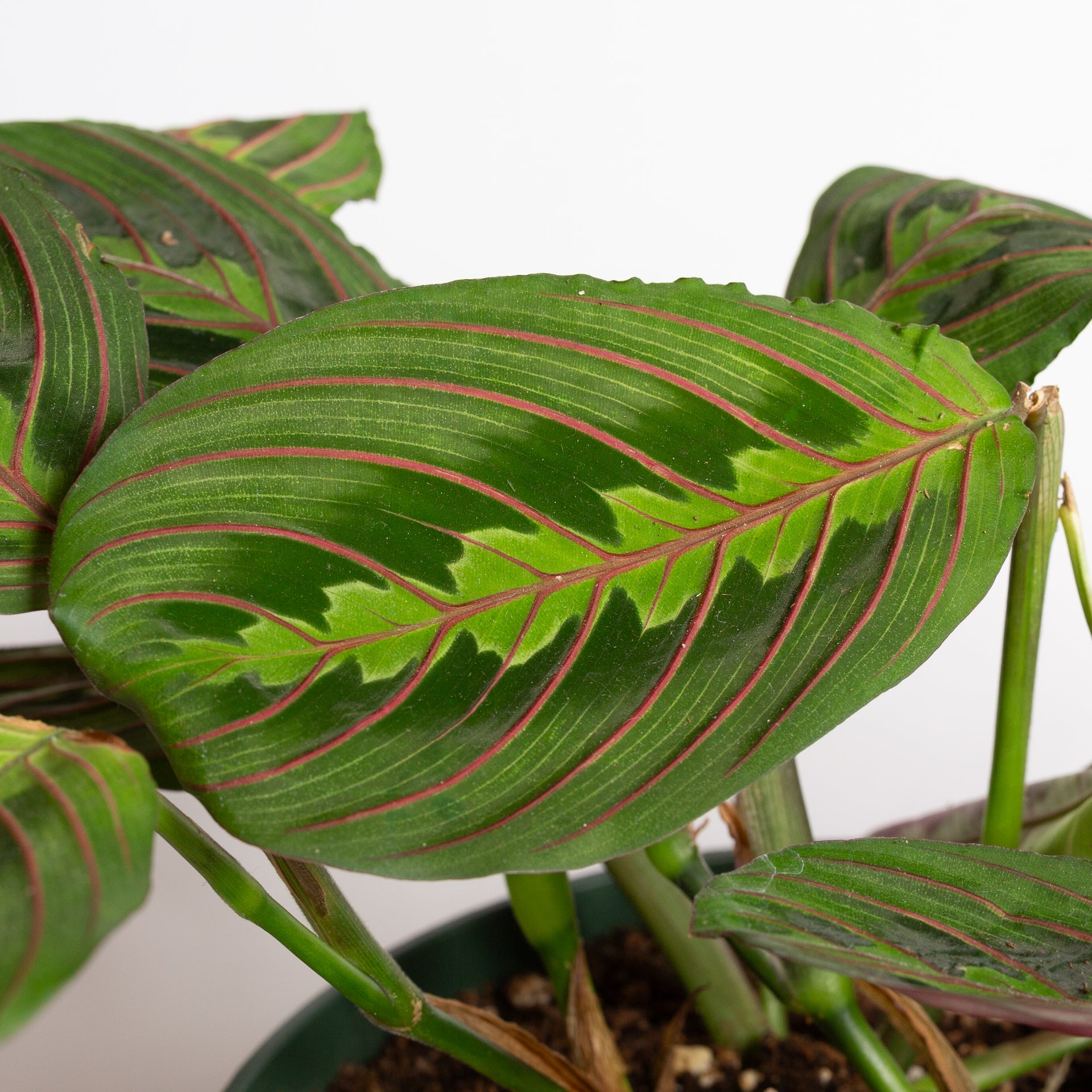 Prayer Plant 'Red Veined' 8" - Urban Sprouts