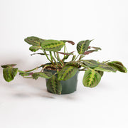 Prayer Plant 'Red Veined' 8" - Urban Sprouts