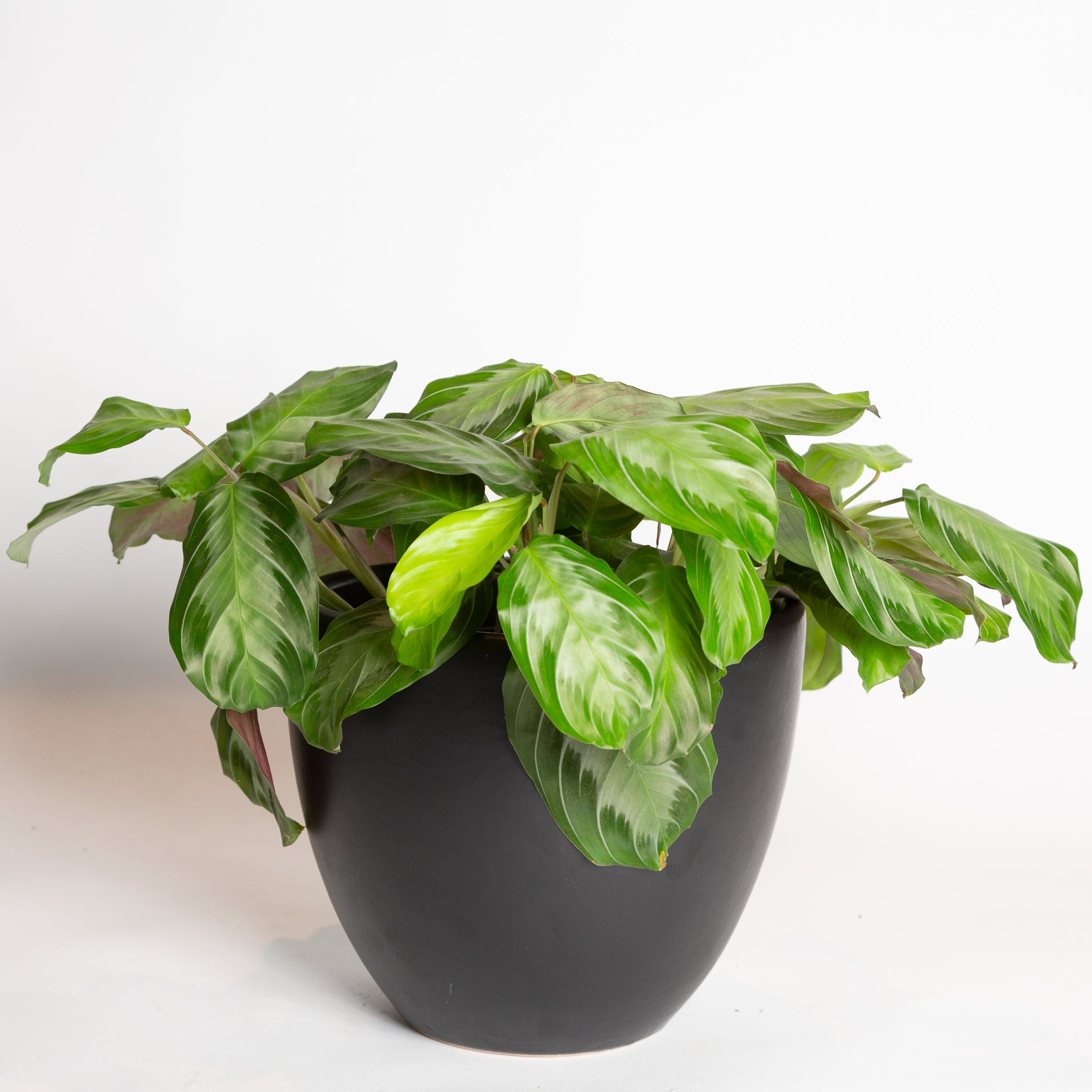 silver prayer plant Prayer Plant 'Silver Band' 6"