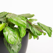 Prayer Plant 'Silver Band' 6" - Urban Sprouts