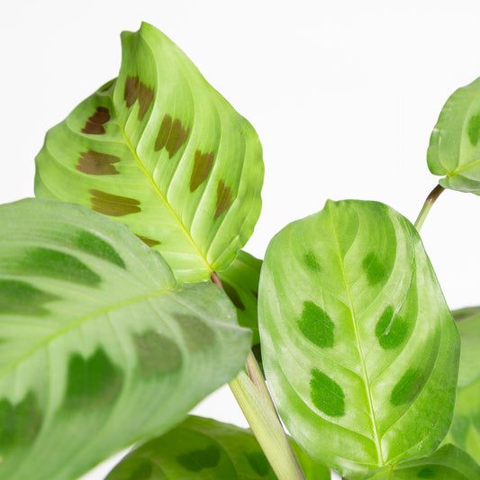 Prayer Plant 'Green' 4"