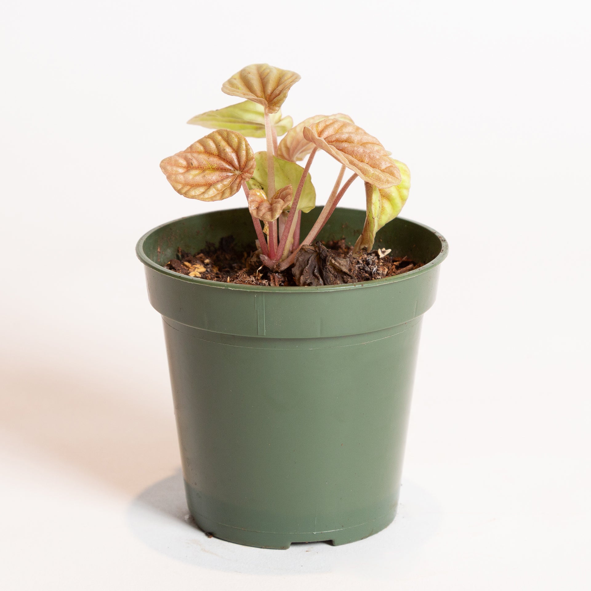 Peperomia 'Quito' 4" - Urban Sprouts
