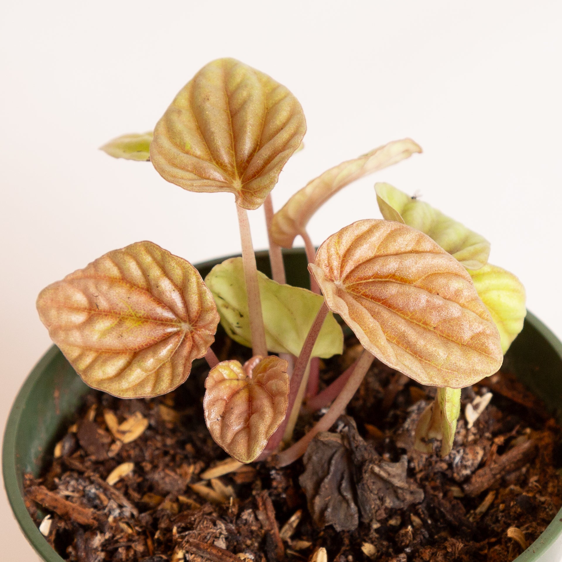 Peperomia 'Quito' 4" - Urban Sprouts