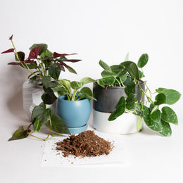 Rainforest Blend - Specialty Soil - Urban Sprouts