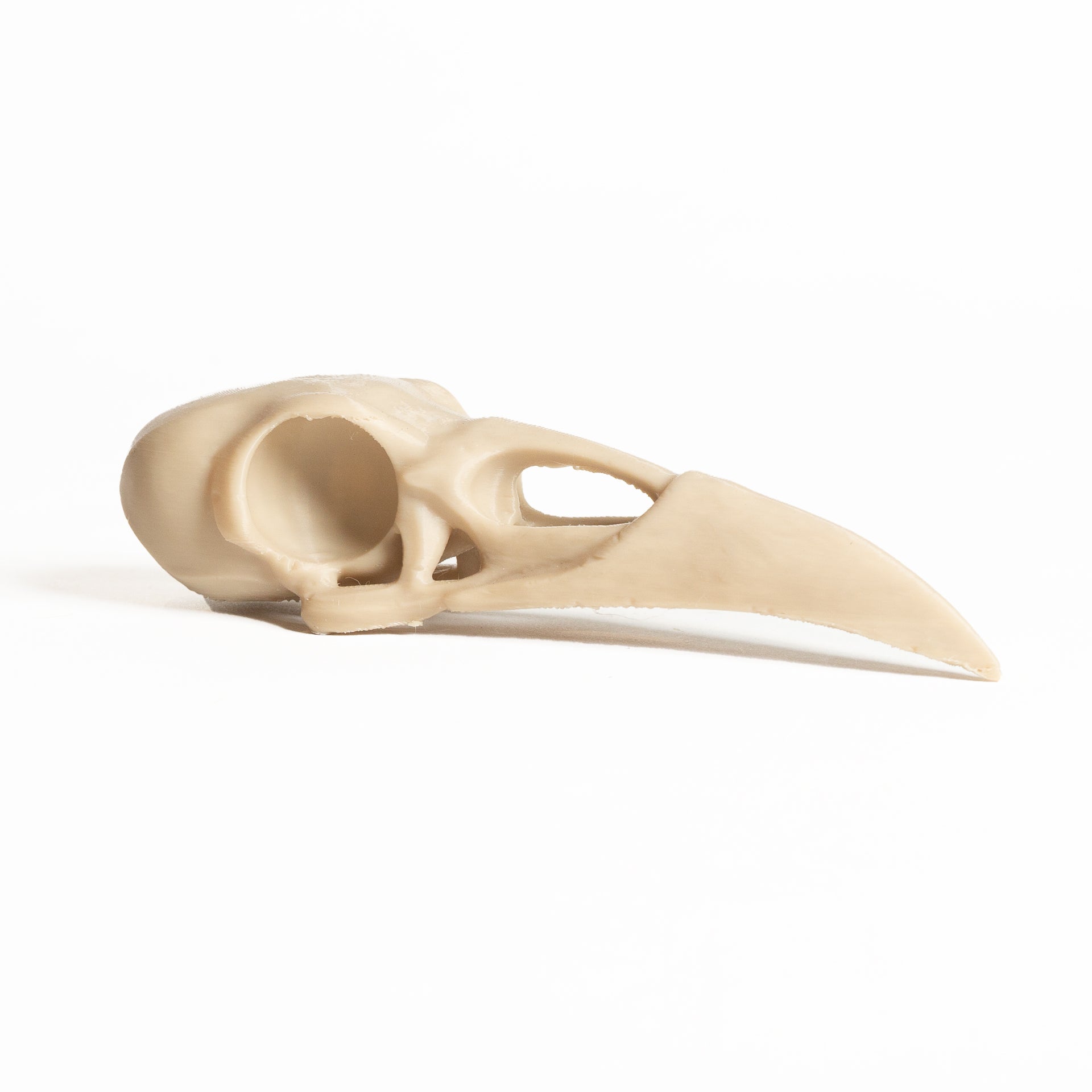 Raven Skull - Large - Urban Sprouts