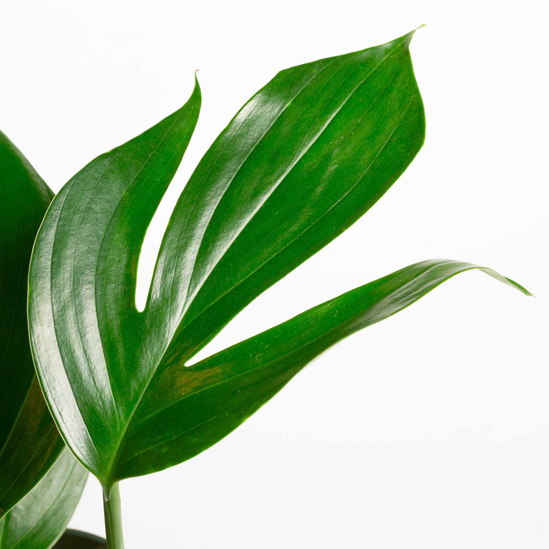 Rhaphidophora 'Dragon Tail' 6" - Urban Sprouts