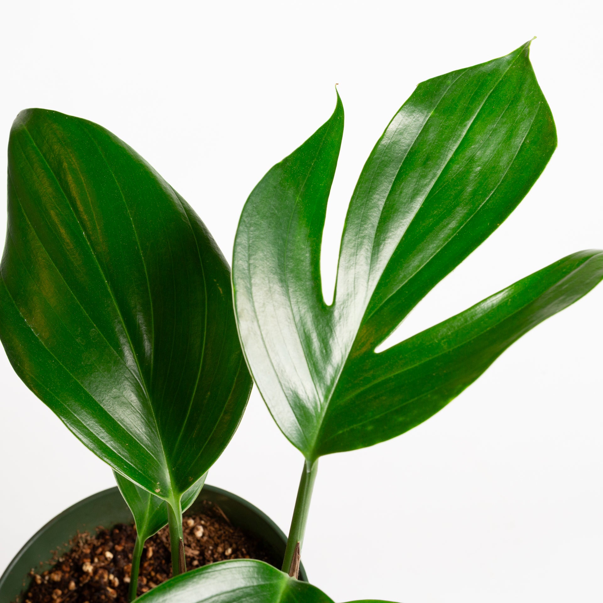 Rhaphidophora 'Dragon Tail' 6" - Urban Sprouts